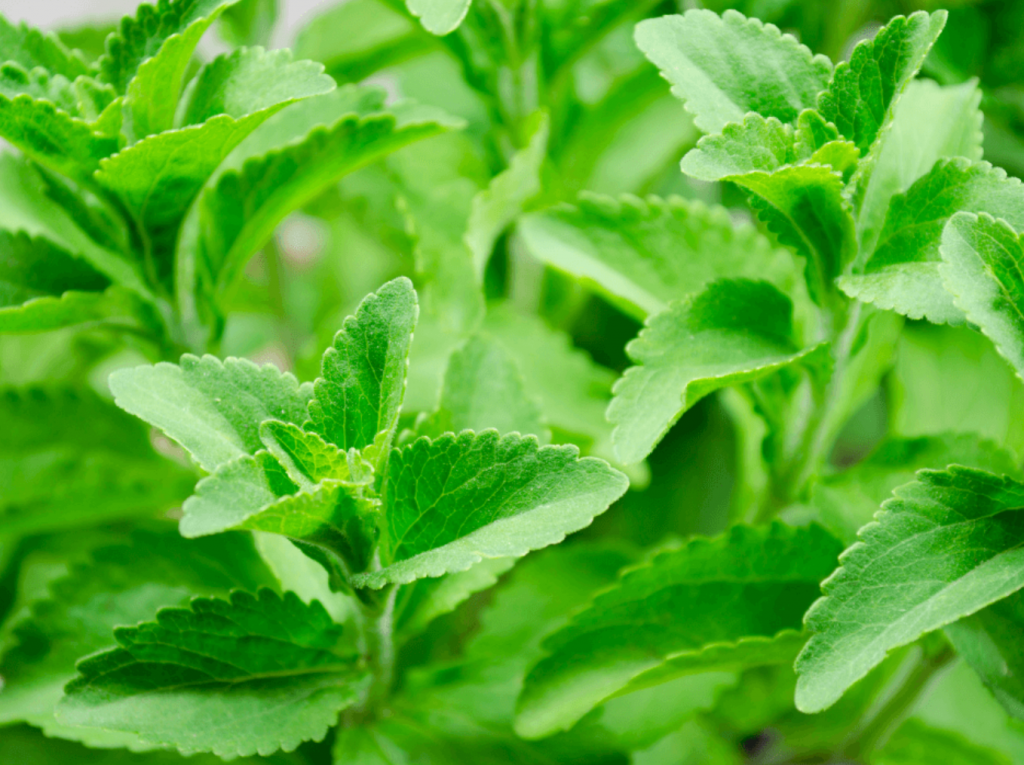 Chocolatier 26 stevia 2.0